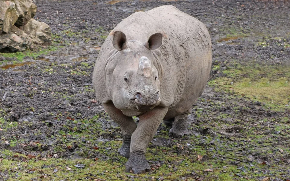 Čekáme mládě nosorožce indického, pochlubila se plzeňská zoo