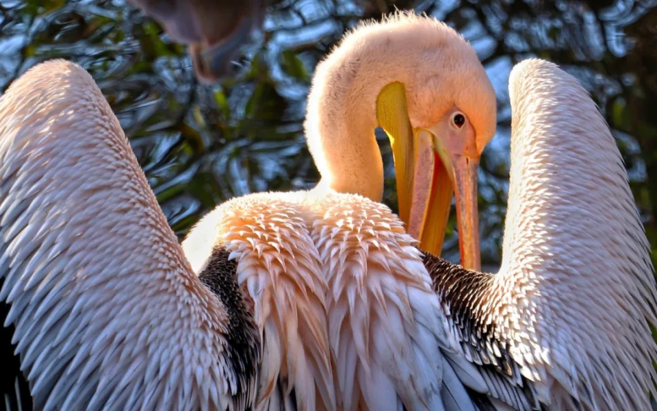 Ze zoo uletěl pelikán, zahrada prosí veřejnosti o pomoc s pátráním