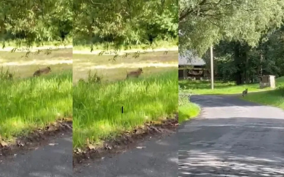 Setkání s vlkem při venčení psa na Šumavě. Žena ho pohotově natočila v malé obci u Hartmanic