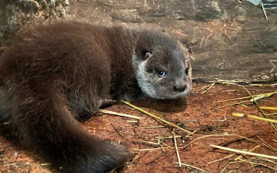 Zoologická zahrada se raduje z vydřích mláďat i nových druhů ptáků, které jinde nespatříte