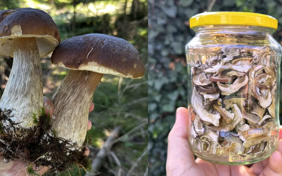 Takto krásné hřiby teď v lesích na Plzeňsku už zase nenajdete