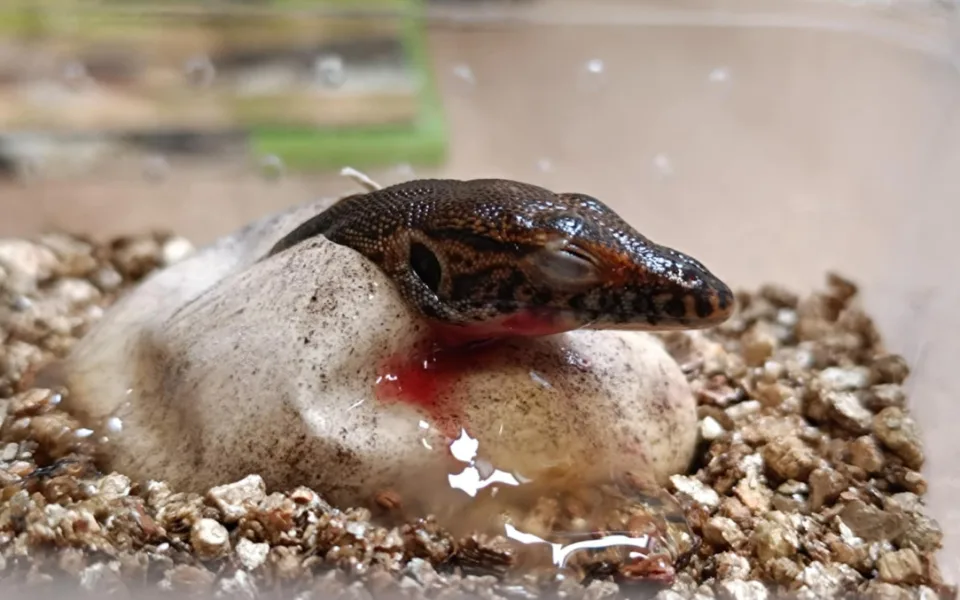 V zoo se vylíhla mláďata varana Mertensova, jejich délka je vůči vejci enormní
