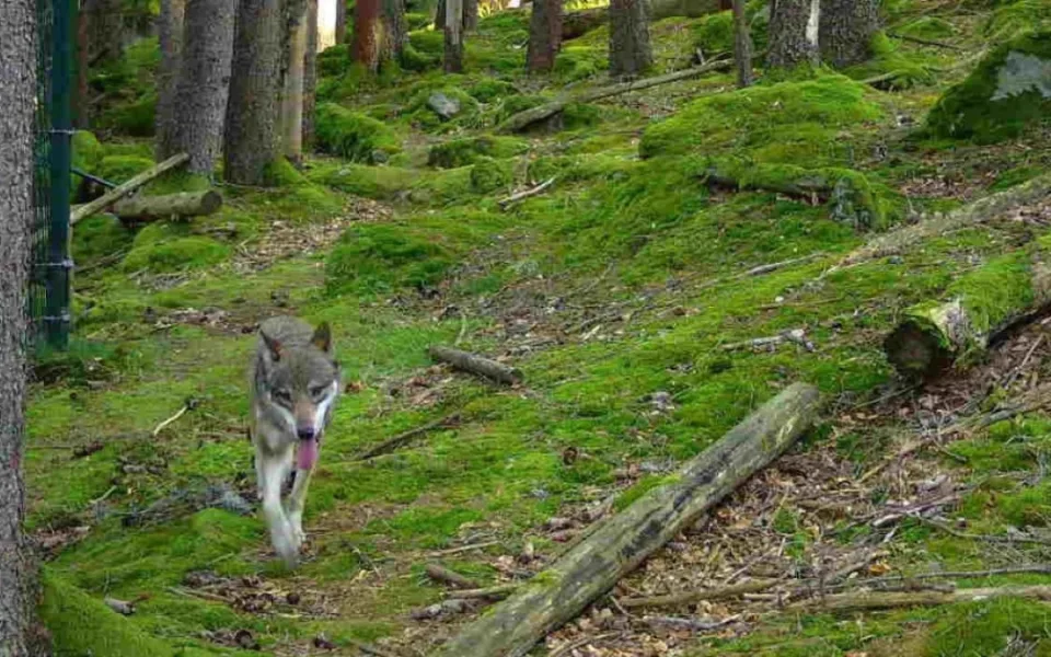 Vlčice na útěku zachycená fotopastí