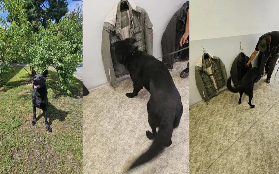 Už 142 nálezů drog mají letos na svém kontě policejní psi v Plzeňském kraji