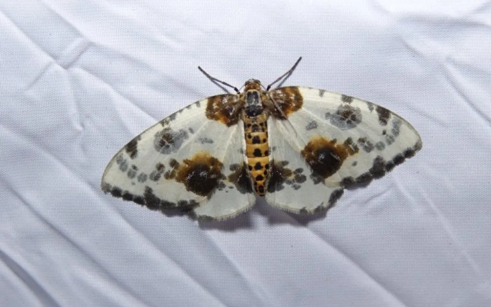 Jaká je krása opomíjených nočních motýlů? To lidem ukážou v Arboretu Sofronka