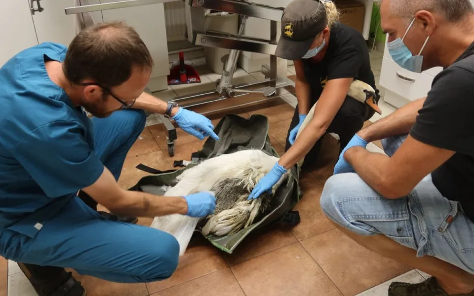 Labutí rodina přišla po bitce s vetřelci na rybníku o samce. Utrpěl fatální zranění