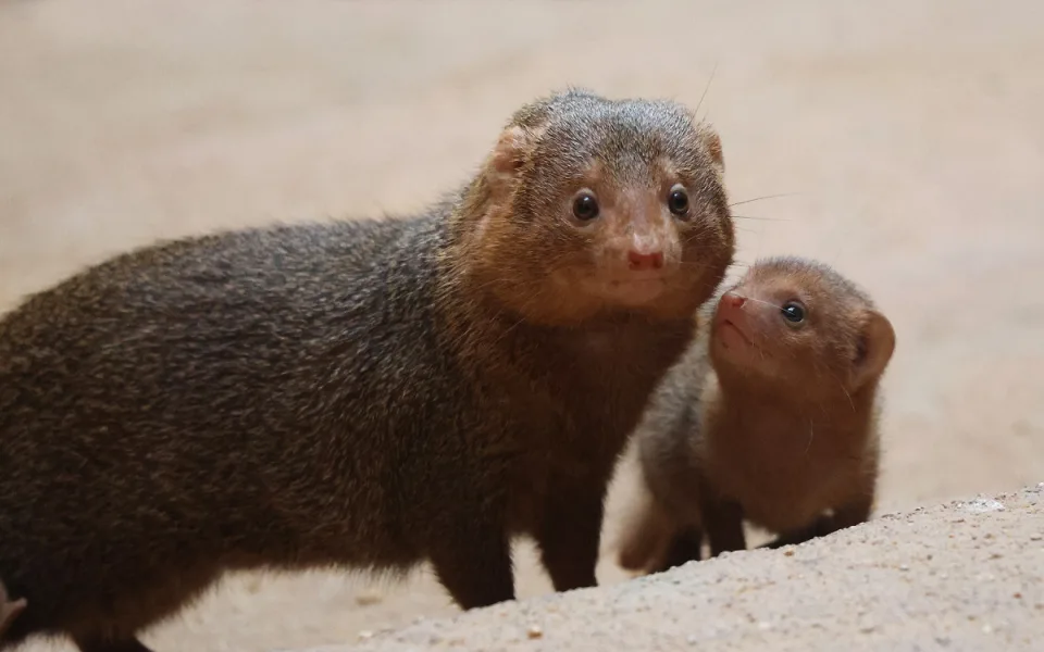 Zoo se raduje z trojčat mangust trpasličích. Do výchovy se zapojuje netypická chůva
