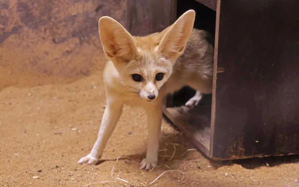 Po 20 letech se do zoo vrací nejmenší liška na světě. Ušaté fenky získala z Německa