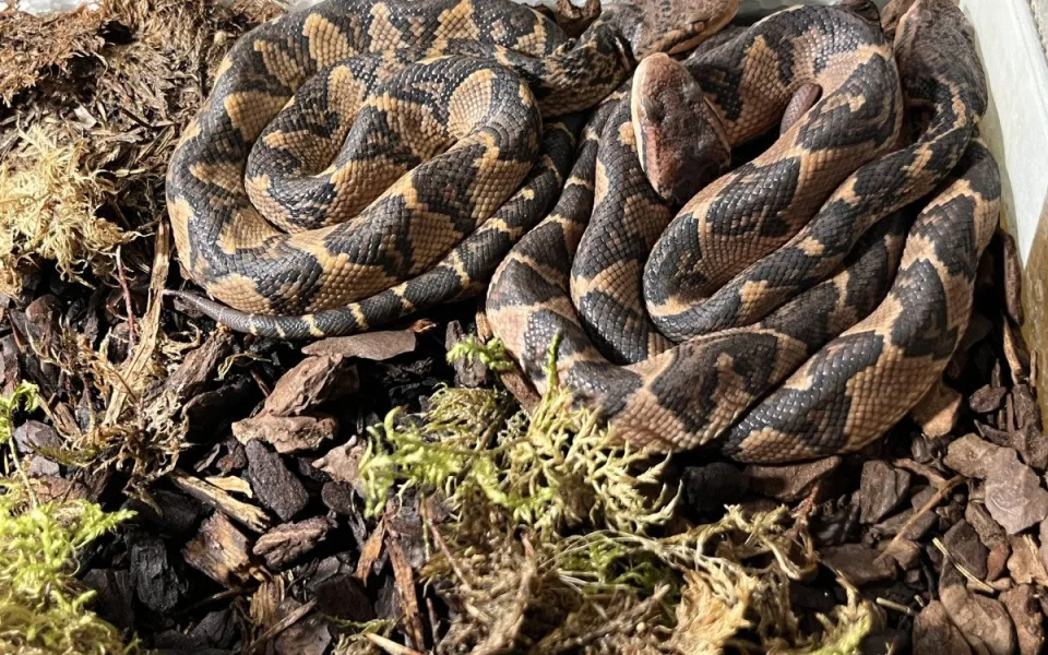 Zoo po několikaleté pauze odchovává děti pána buše, mláďata vzácných hadů