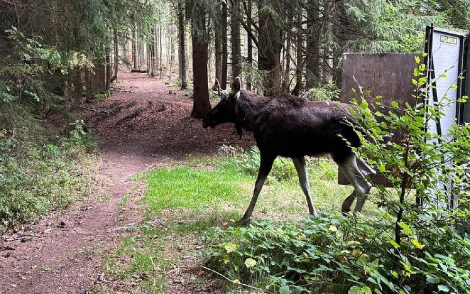 Los Emil se pohybuje na hranici ČR a Německa a směřuje na severozápad