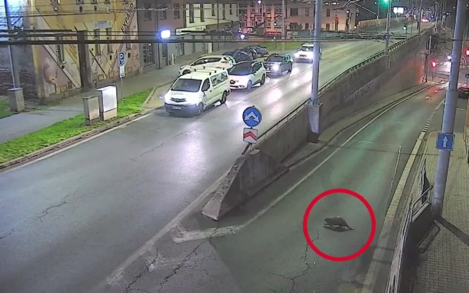 Leze tu velkej bobr, líčil muž lince 156.  Zvíře si to vykračovalo na nádraží