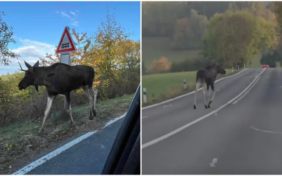 Řidiči, pozor na Emila. Los se přibližuje ke Klatovům, kamera ho zachytila i na hlavní silnici