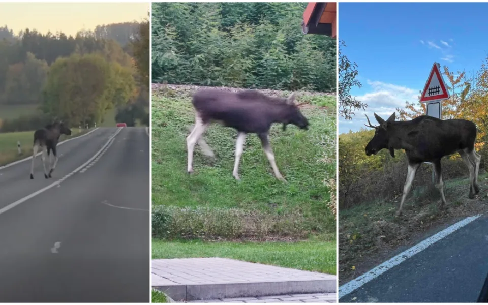 Lidé se bojí o Emila, los se nebezpečně toulá v okolí rušných silnic