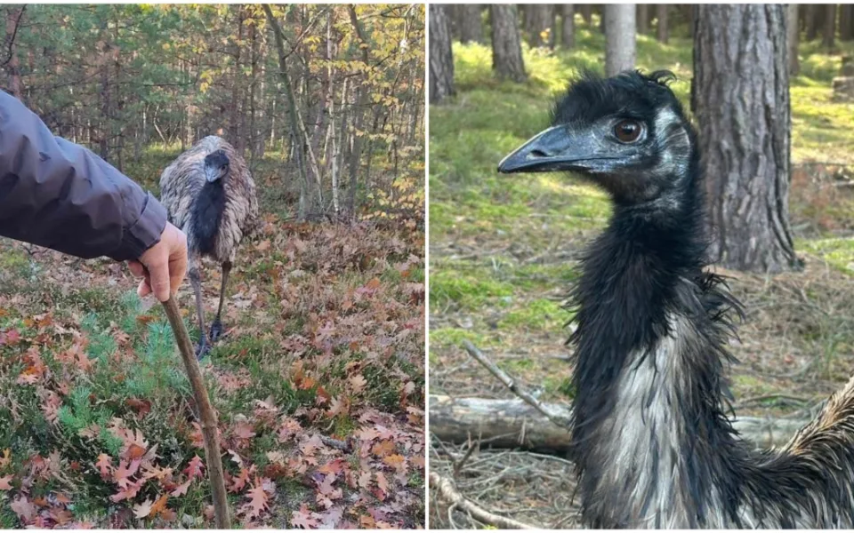 Na překvapené houbaře vykoukl v lese emu, pět týdnů byl na útěku