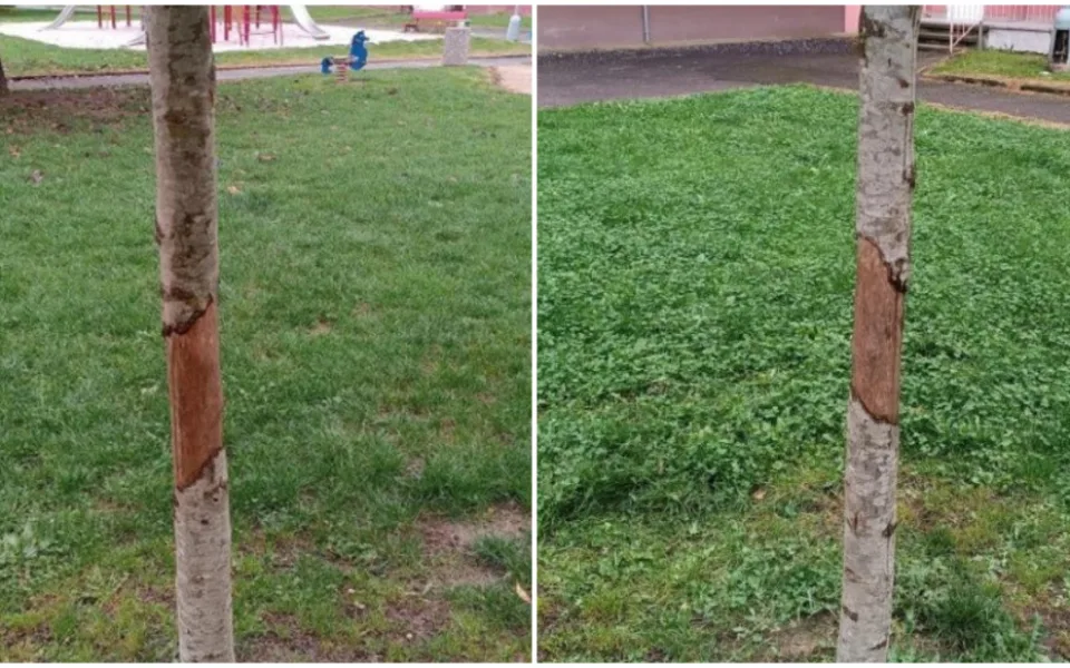 Vandal oloupal kůru ze stromu na sídlišti a tím ho zahubil, město hledá pachatele