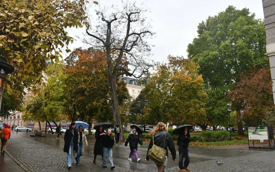 Dva staré a nebezpečné stromy v sadovém okruhu v centru města půjdou k zemi