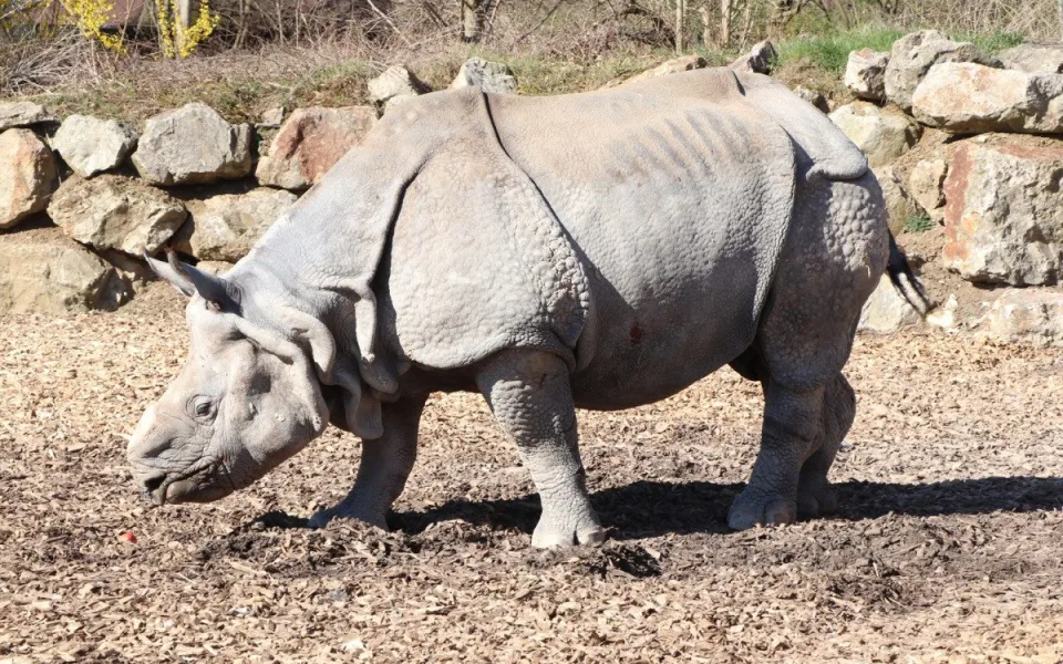 Pouhé čtyři dny před svými 21. narozeninami uhynul v zoo samec nosorožce indického