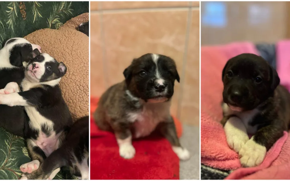 Štěňata zachráněná z otřesného chovu zatím k adopci nejsou, čeká se na úřady