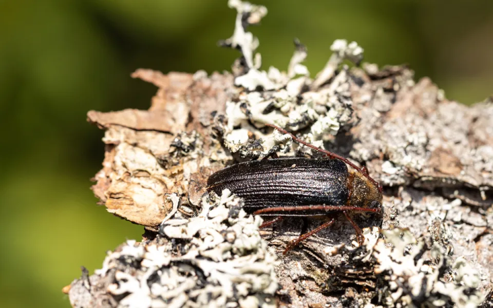 Entomologický Modrý Mauricius na Šumavě, vzácný brouk se vyskytuje i na Modravě