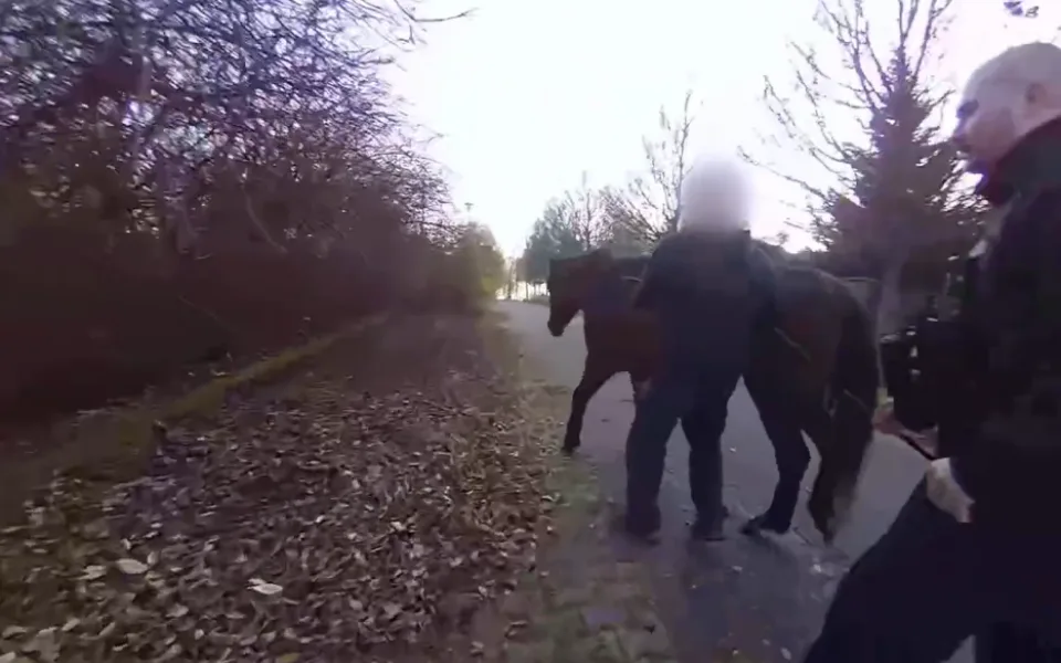 VIDEO: Po ulici se potuloval kůň, strážníky při odchytu pěkně prohnal