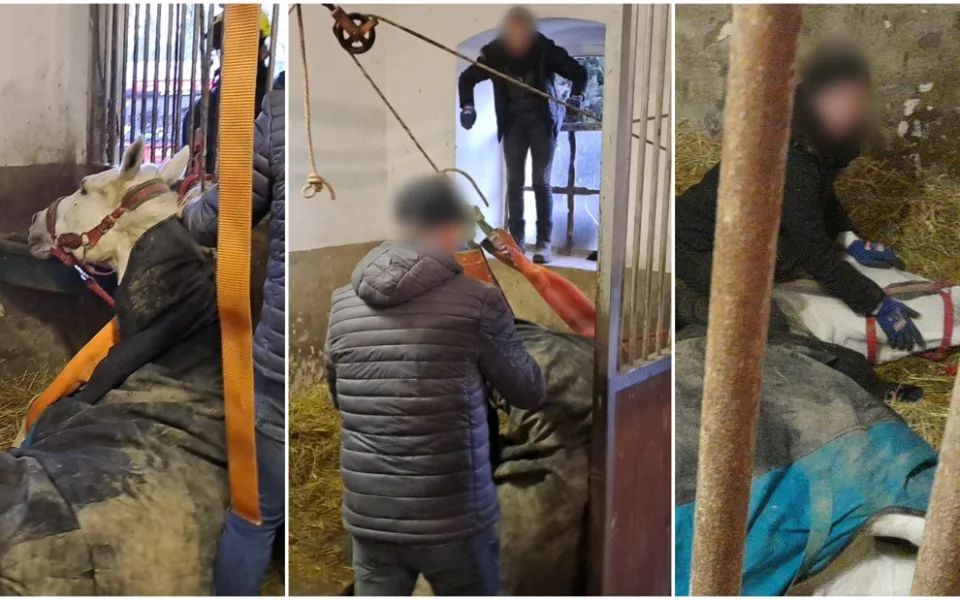Hasiči bojují o život koně, upadl ve stáji a nedokáže se sám postavit