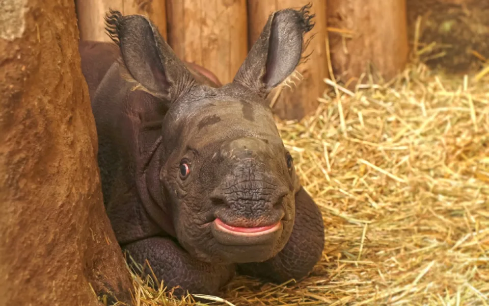 Měsíc po smrti otce se v zoo narodil samec nosorožce, zahrada plánuje ukázat na Vánoce
