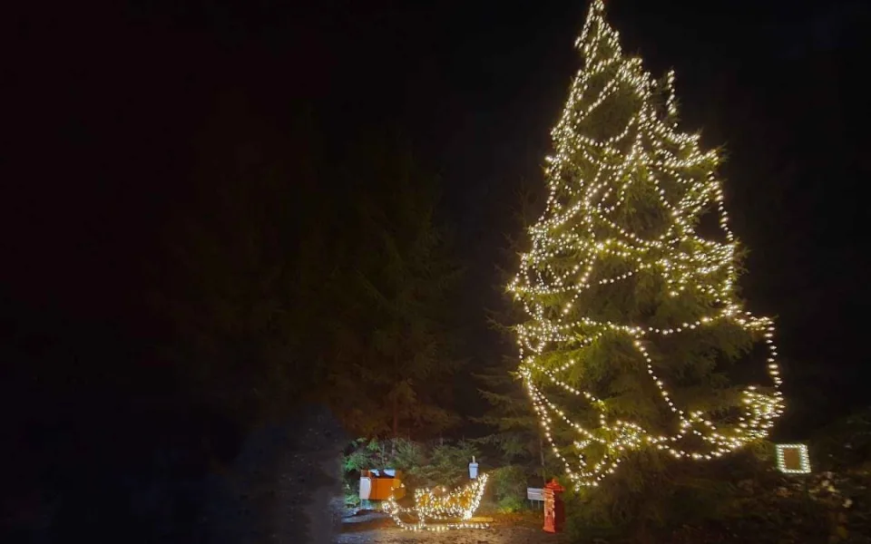 Spáleným lesem vede magická vánoční stezka. Končí u rozsvíceného stromu
