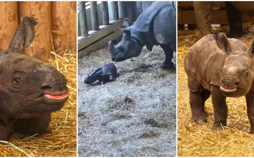VIDEO: Zoo zveřejnila unikátní záběry z porodu nosorožce, na mládě čekali 9 let