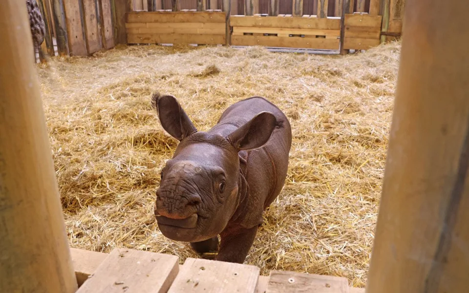 Nová celebrita plzeňské zoo dostala jméno, inspirací pro něj byli Simpsonovi