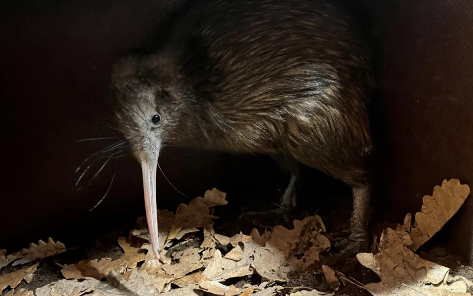 Kivi už nebude v zoo sám, společnost mu bude dělat mladá samička
