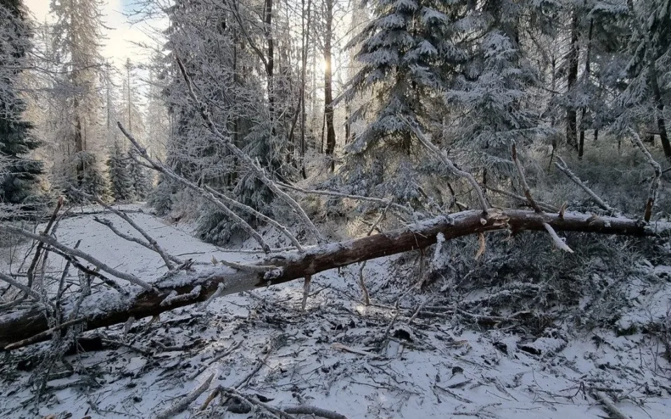 Vánoční bouře pustošila lesy na německé straně Šumavy. Nejhorší to bylo pod Roklanem