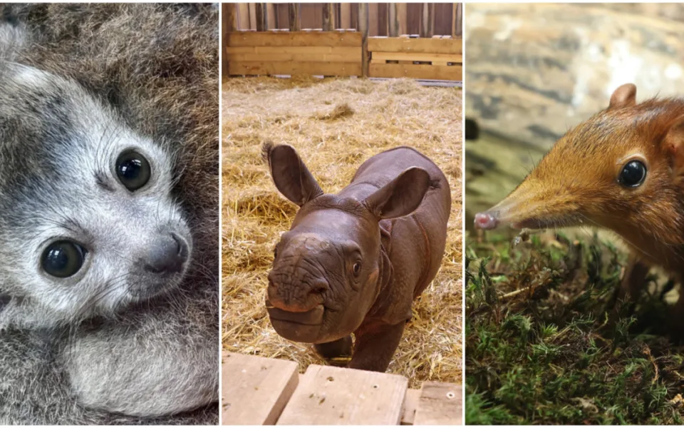zoo