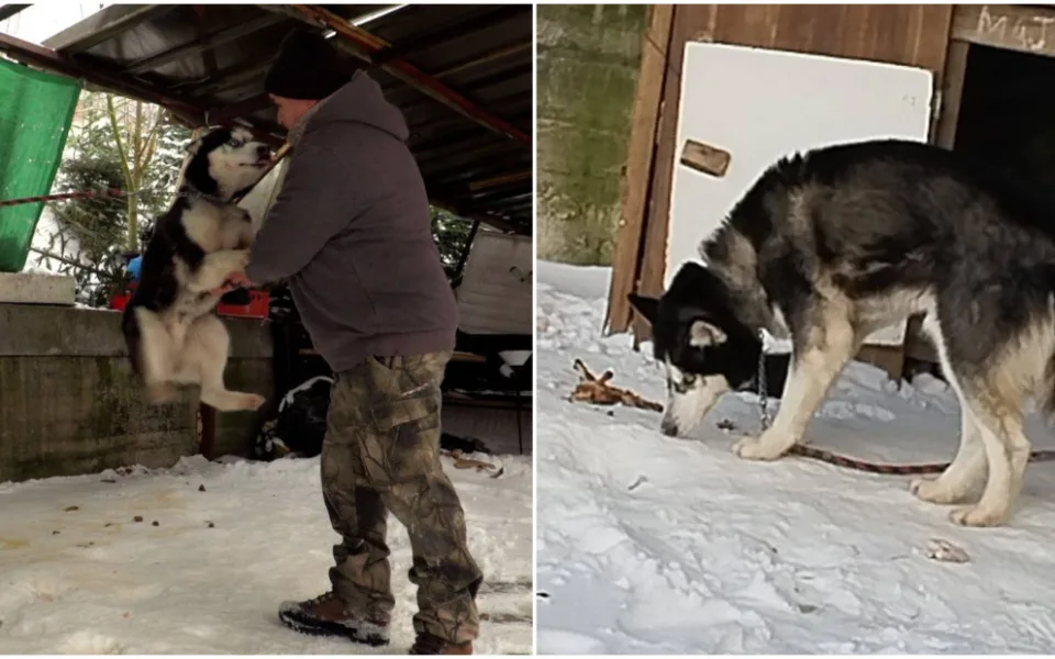 Majky byl uvázaný krátkou šňůrou u nezateplené boudy. Pomohla mu změna zákona
