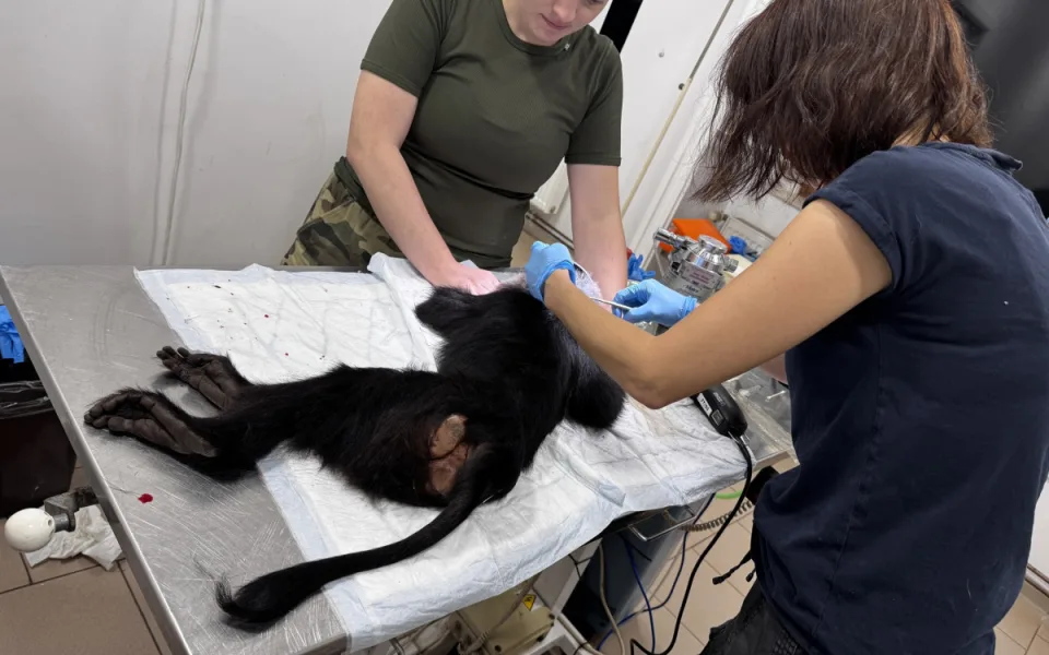 Kvůli nevychovaným návštěvníkům musela zoo utratit samici makaka