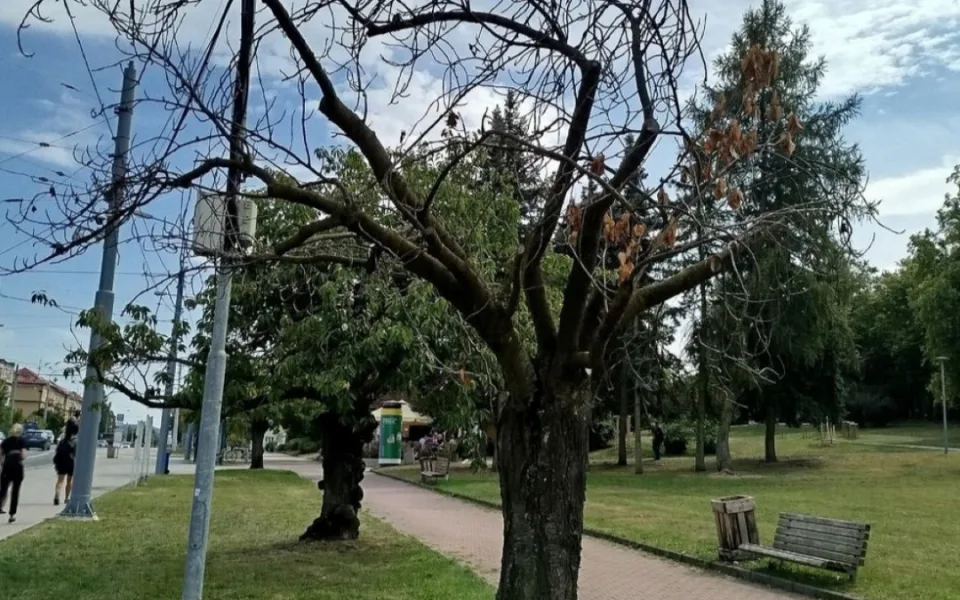 Kácení čeká i tento uschlý strom