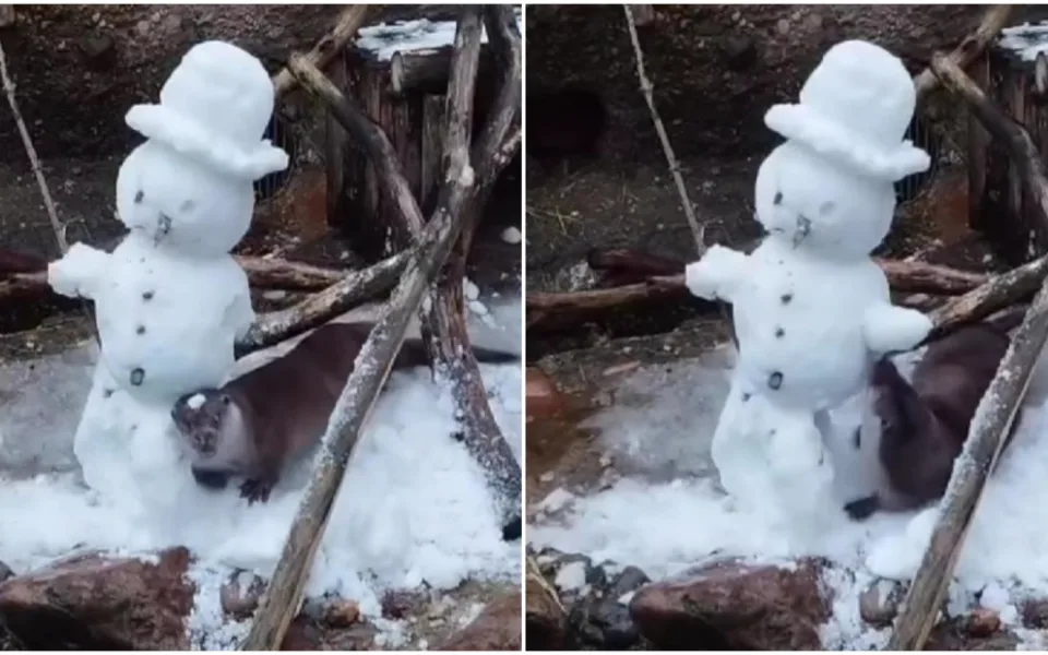 VIDEO: Souboj vydry se sněhulákem je hitem internetu