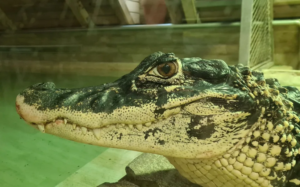  Jihočeská Krokodýlí ZOO Protivín