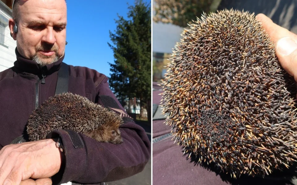 O popáleného ježka pečují v plzeňské záchranné stanici živočichů