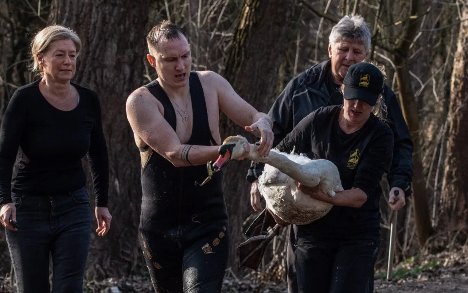 Labuťáka se nakonec podařilo odchytit