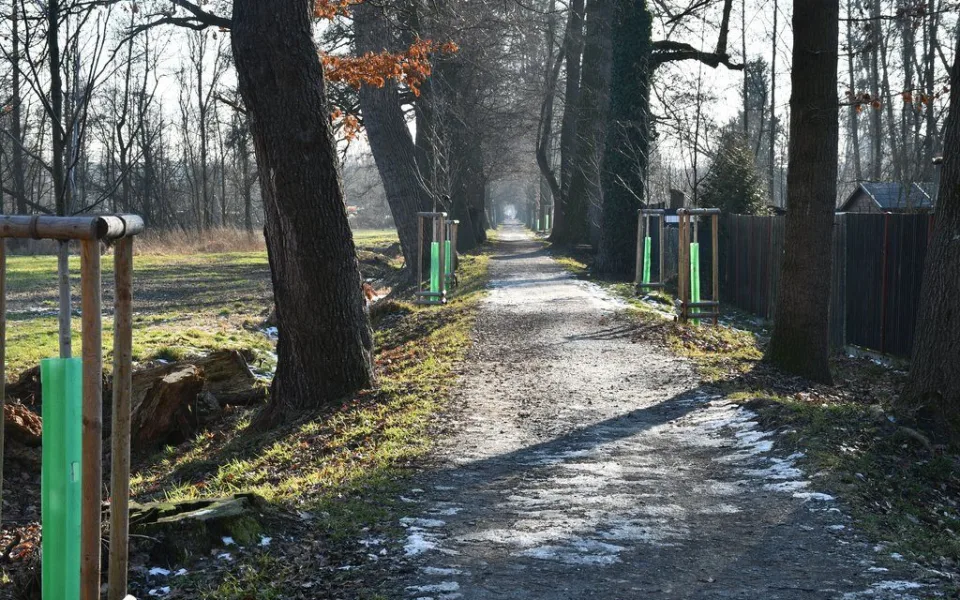 Stromolezci prořežou koruny stromů v památné aleji Kilometrovka, tři musí pokácet