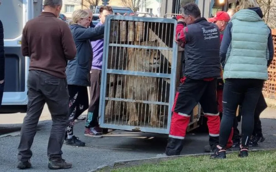 Takto vypadal transport jedné zabavené lvice