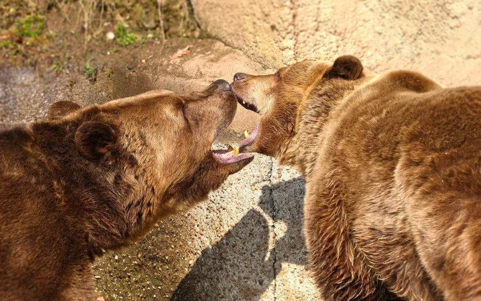 Dnes je světový den medvědů. Hvězdy z Večerníčku už v zoo dovádí na sluníčku