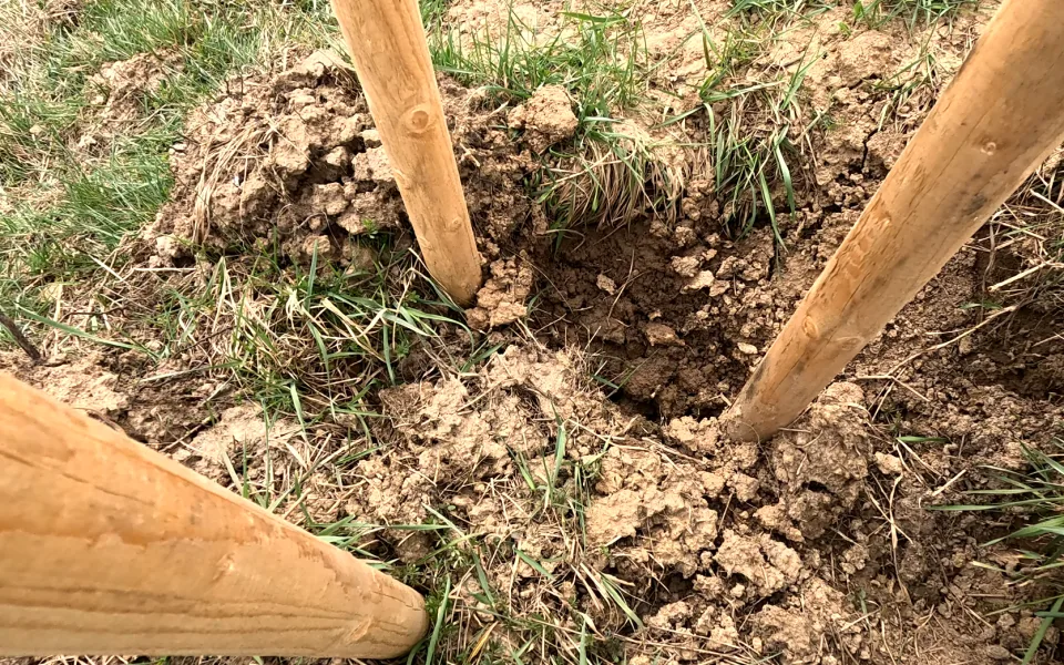 Bizarní krádež, která nemá obdoby. Někdo ukradl ovocnou alej