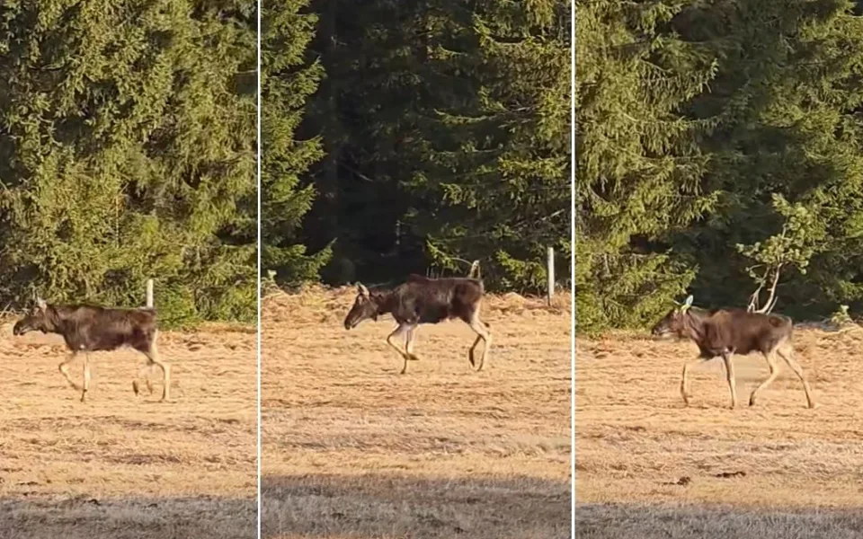 Konečně se los Emil po zimě opět ukázal. Je v pořádku na Šumavě