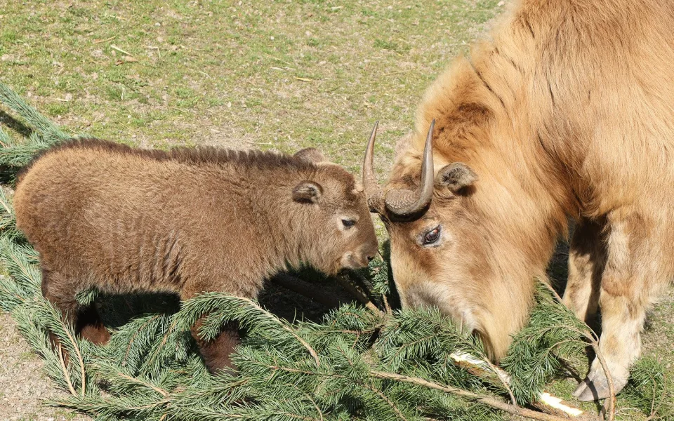 V zoo přišlo na svět mládě velmi vzácného takina čínského, dostalo jméno Bumi