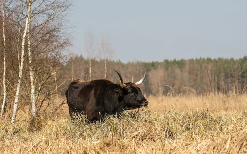Rezervace Janovský mokřad u D5 za Plzní láká na pratury, divoké koně a ptáky