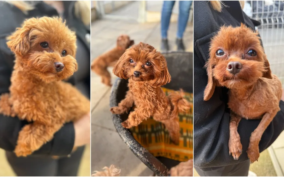 Wookiee, Sunny i Happy Day. Psi z otřesných podmínek už budou moci do nového domova