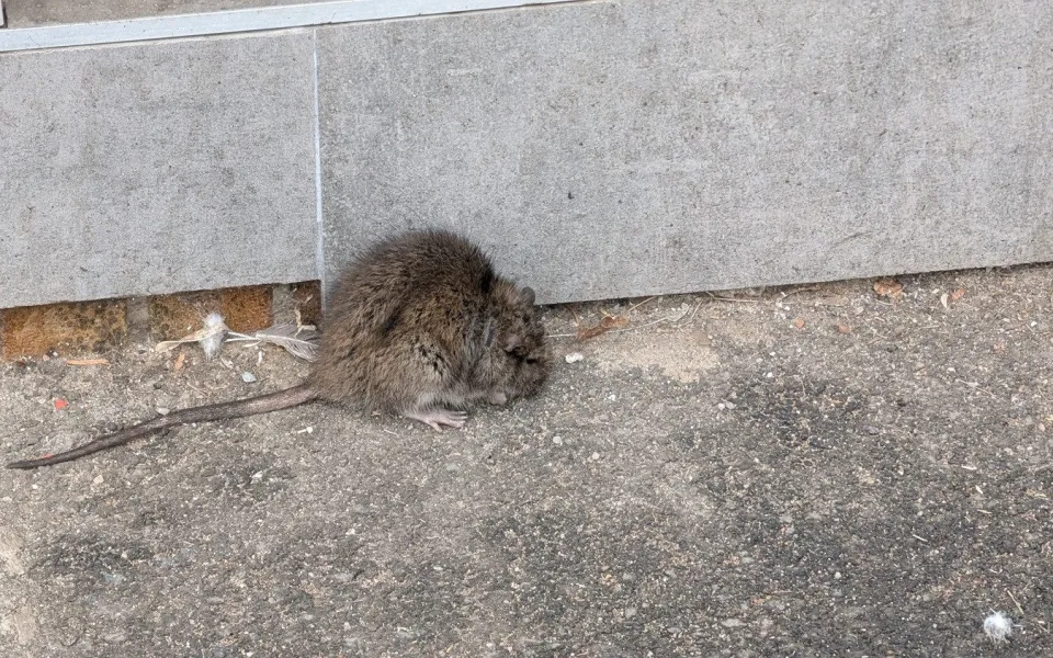 Tento potkan si lebedil na chodníku na Klatovské třídě