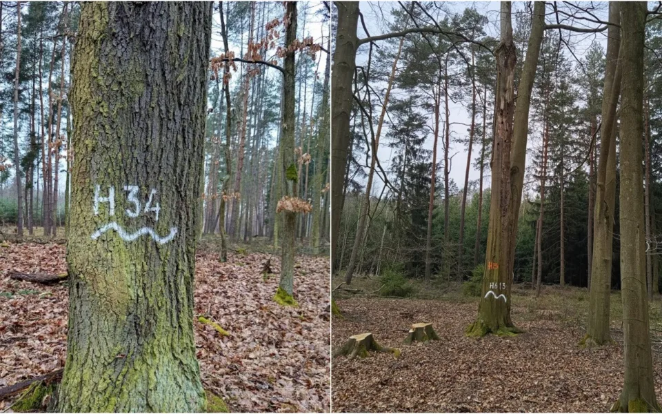 Staré a poškozené stromy zůstanou v městských lesích jako útočiště pro živočichy