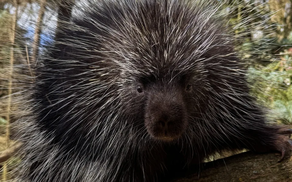 Po téměř 15 letech se do zoo vrací urzoni, noční můra amerických pejskařů